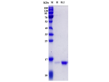 Human IL-2 Protein - SDS-PAGE电泳图