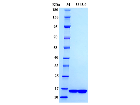 Human IL-3 Protein - SDS-PAGE电泳图