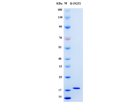 Human bFGF Protein - SDS-PAGE电泳图