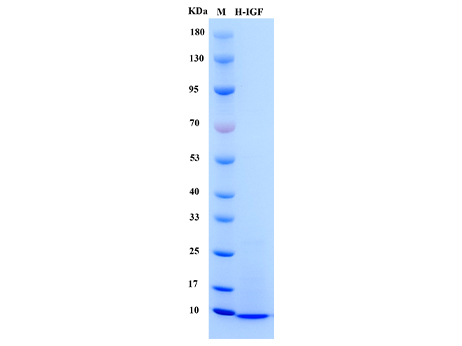 Human IGF1 Protein - SDS-PAGE电泳图