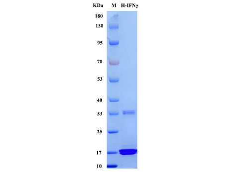 Human IFN-γ Protein - SDS-PAGE电泳图