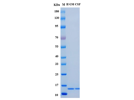 Human GM-CSF Protein - SDS-PAGE电泳图