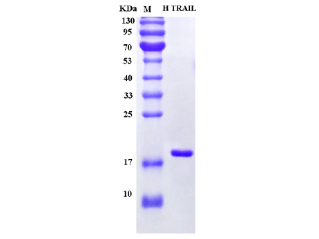 Human TRAIL Protein - SDS-PAGE电泳图