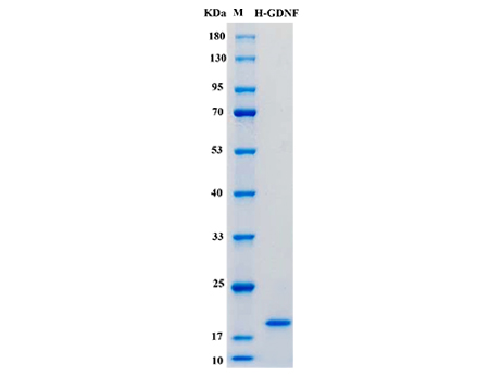 Human GDNF Protein - SDS-PAGE电泳图
