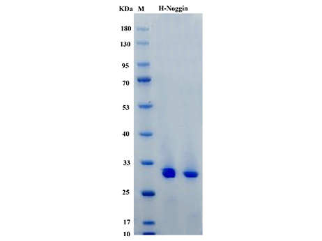 Human Noggin Protein, His tag - SDS-PAGE电泳图