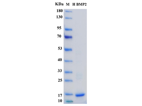 Human/Mouse BMP-2 Protein - SDS-PAGE电泳图