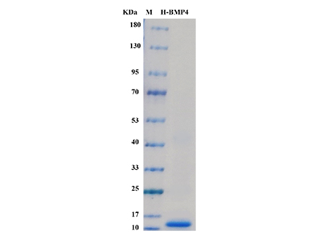 Human BMP-4 Protein - SDS-PAGE电泳图