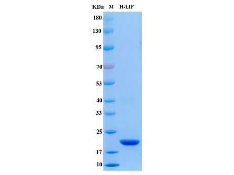 Human LIF Protein - SDS-PAGE电泳图