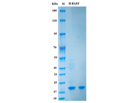 Human BAFF Protein - SDS-PAGE电泳图
