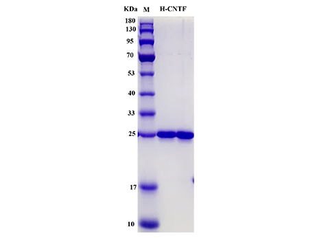 Human CNTF Protein - SDS-PAGE电泳图