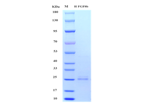 Human FGF-8b Protein, His tag (Animal-Free) - SDS-PAGE电泳图