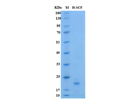 Human SCF Protein - SDS-PAGE电泳图