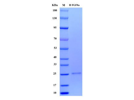 Human FGF-8a Protein, His tag (Animal-Free) - SDS-PAGE电泳图