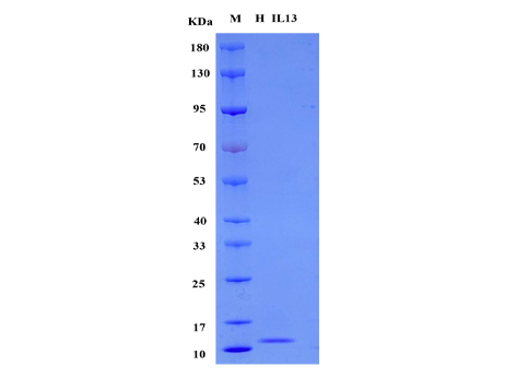 Human IL-13 protein, Animal-Free - SDS-PAGE电泳图