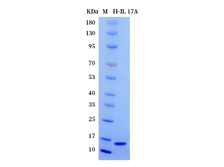 Human IL 17A protein - SDS-PAGE电泳图