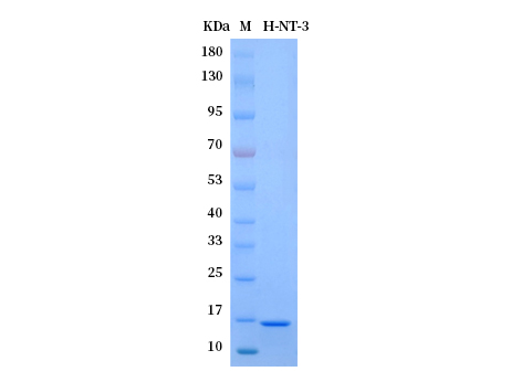 Human NT-3 protein - SDS-PAGE电泳图