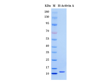 Human Activin A protein (Animal-Free) - SDS-PAGE电泳图