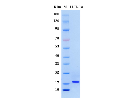 Human IL-1α/IL1A protein - SDS-PAGE电泳图