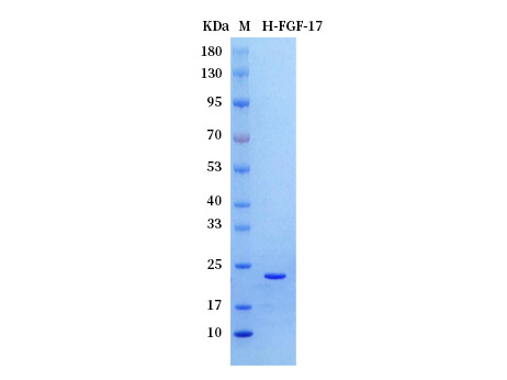 Human FGF-17 protein - SDS-PAGE电泳图