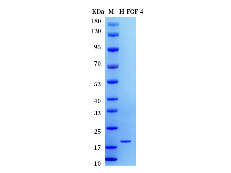 Human FGF-4 protein (Animal-Free) - SDS-PAGE电泳图