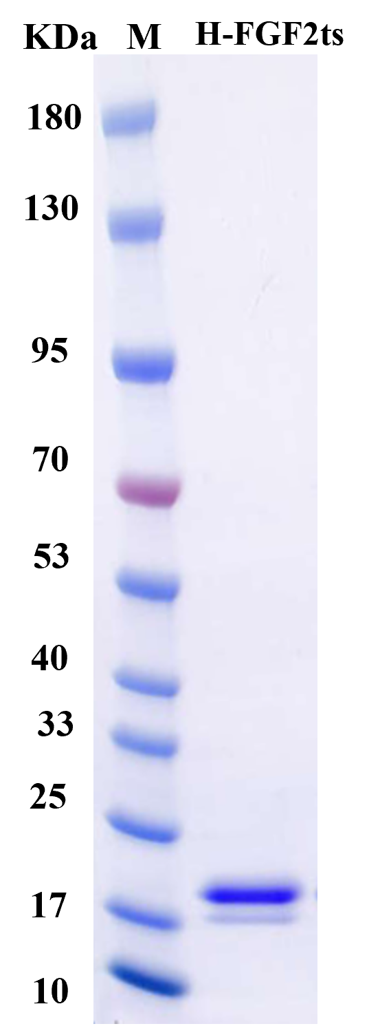 Human ThermoStable bFGF - SDS-PAGE电泳图