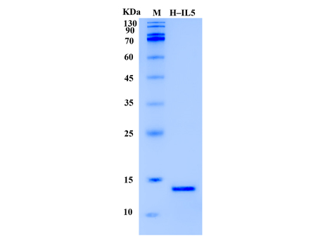 Human IL-5 Protein (Animal-Free) - SDS-PAGE电泳图