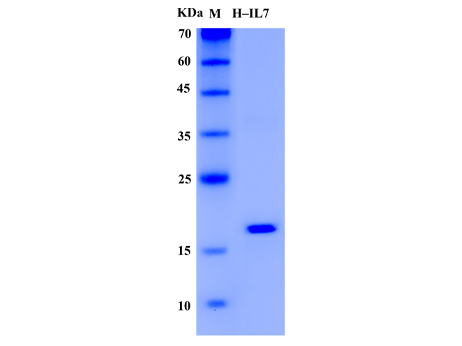 Human IL-7 Protein (Animal-Free) - SDS-PAGE电泳图