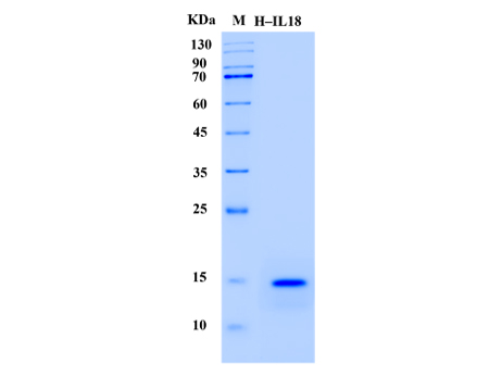 Human IL-18 Protein (Animal-Free) - SDS-PAGE电泳图