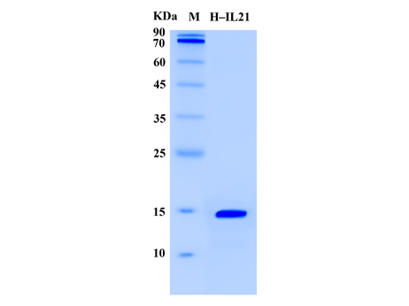 Human IL-21 Protein (Animal-Free) - SDS-PAGE电泳图