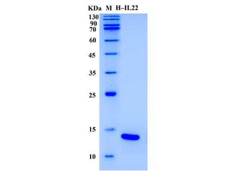 Human IL-22 Protein (Animal-Free) - SDS-PAGE电泳图