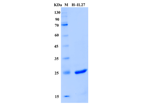 Human IL-27 Protein (Animal-Free) - SDS-PAGE电泳图