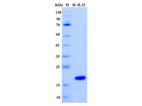 Human IL-33 Protein (Animal-Free) - SDS-PAGE电泳图