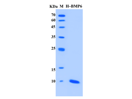 Human BMP-6 Protein (Animal-Free) - SDS-PAGE电泳图