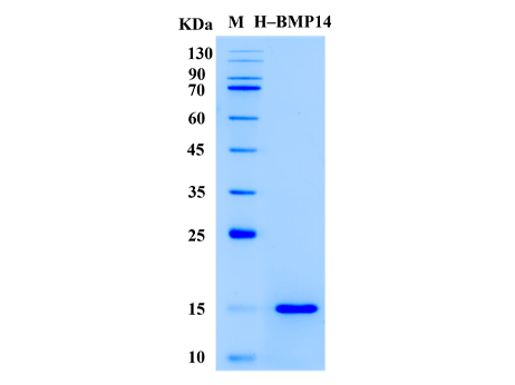 Human BMP-14 Protein (Animal-Free) - SDS-PAGE电泳图