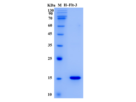 Human Flt-3 Ligand Protein (Animal-Free) - SDS-PAGE电泳图