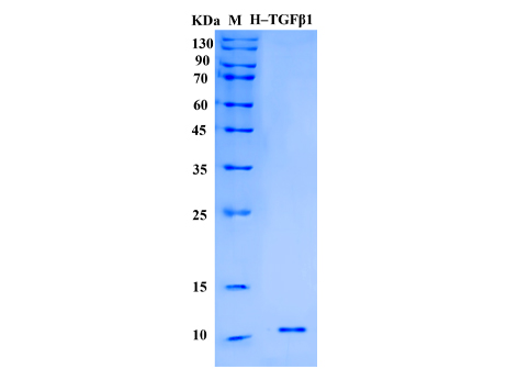 Human TGF beta 1 Protein (Animal-Free) - SDS-PAGE电泳图