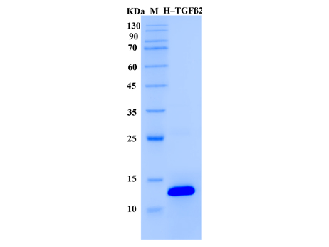 Human TGF beta 2 Protein (Animal-Free) - SDS-PAGE电泳图