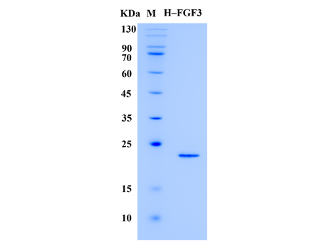 Human FGF-3 Protein (Animal-Free) - SDS-PAGE电泳图