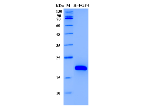 Human FGF-4 Protein (Animal-Free) - SDS-PAGE电泳图