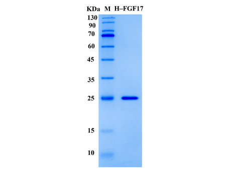 Human FGF-17 Protein (Animal-Free) - SDS-PAGE电泳图