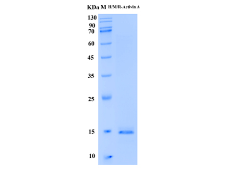Human/Mouse/Rat Activin A Protein (Animal-Free) - SDS-PAGE电泳图
