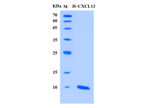 Human CXCL13 Protein (Animal-Free) - SDS-PAGE电泳图