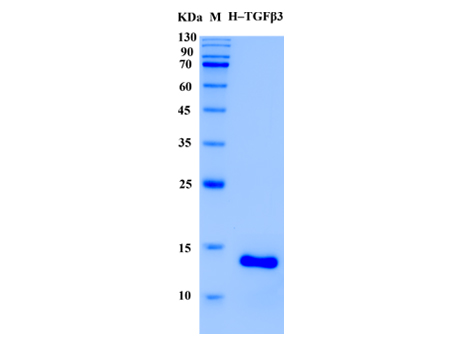 Human TGF beta 3 Protein (Animal-Free) - SDS-PAGE电泳图