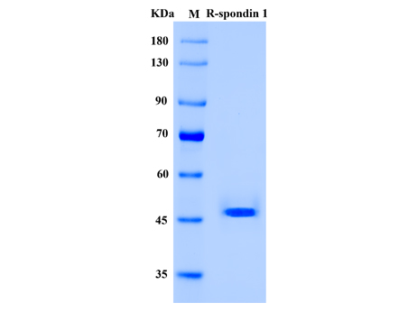 Human R-spondin 1 Protein (Animal-Free) - SDS-PAGE电泳图