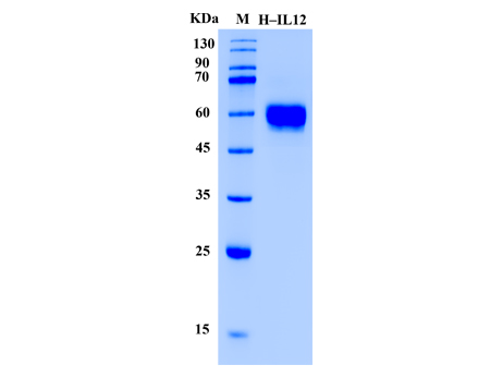 Human IL-12 p70 Protein (Animal-Free) - SDS-PAGE电泳图
