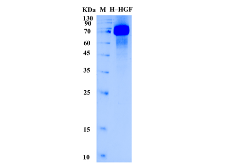 Human HGF Protein (Animal-Free) - SDS-PAGE电泳图
