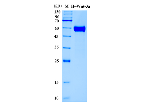 Human Wnt-3a Surrogate Protein (Animal-Free) - SDS-PAGE电泳图