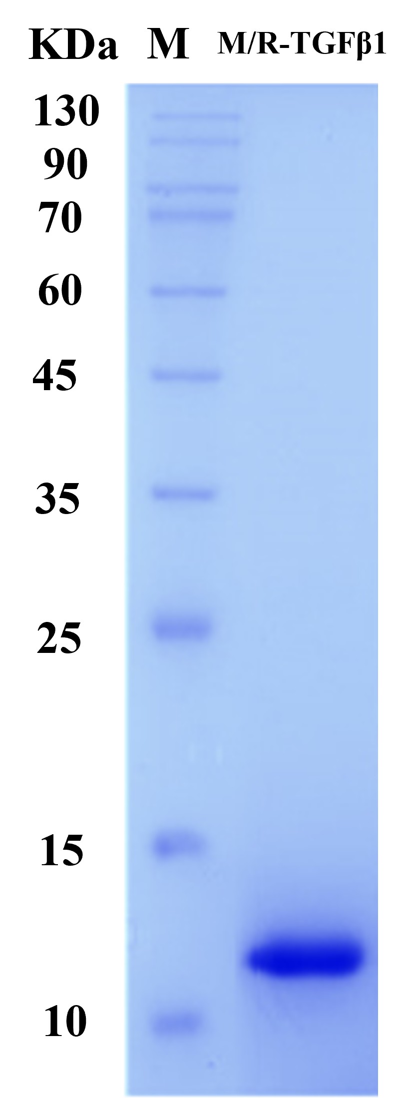 Mouse/Rat TGF beta 1 Protein (Animal-Free) - SDS-PAGE电泳图
