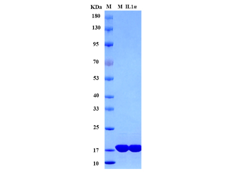 Mouse IL-1α Protein - SDS-PAGE电泳图