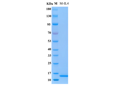 Mouse IL-4 Protein - SDS-PAGE电泳图
